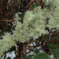 Corticolous in subalpine shrub, Mt Taranaki.<br>Photographer: Marley Ford, Date taken: 11/08/2021, Licence: <a target='_blank' href='https://creativecommons.org/licenses/by-nc/4.0'>CC BY-NC</a>. <a class='member-message' href='/nzpcn/why-join-nzpcn/' target='_blank'>Members can view a larger version of this image.</a>
