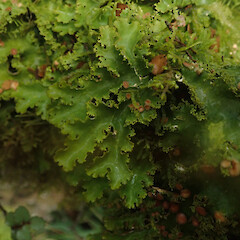 Corticolous in silver beech cloud forest, Waikaremoana Hawke’s Bay.<br>Photographer: Marley Ford, Date taken: 29/04/2022, Licence: <a target='_blank' href='https://creativecommons.org/licenses/by/4.0'>CC BY</a>. <a class='member-message' href='/nzpcn/why-join-nzpcn/' target='_blank'>Members can view a larger version of this image.</a>