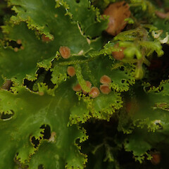 Corticolous in silver beech cloud forest, Waikaremoana Hawke’s Bay.<br>Photographer: Marley Ford, Date taken: 29/04/2022, Licence: <a target='_blank' href='https://creativecommons.org/licenses/by/4.0'>CC BY</a>. <a class='member-message' href='/nzpcn/why-join-nzpcn/' target='_blank'>Members can view a larger version of this image.</a>