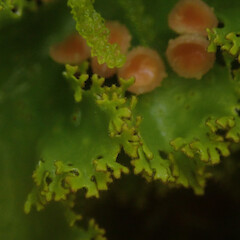 Corticolous in silver beech cloud forest, Waikaremoana Hawke’s Bay.<br>Photographer: Marley Ford, Date taken: 29/04/2022, Licence: <a target='_blank' href='https://creativecommons.org/licenses/by/4.0'>CC BY</a>. <a class='member-message' href='/nzpcn/why-join-nzpcn/' target='_blank'>Members can view a larger version of this image.</a>