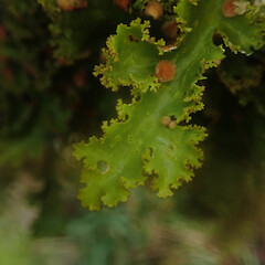 Corticolous in silver beech cloud forest, Waikaremoana Hawke’s Bay.<br>Photographer: Marley Ford, Date taken: 29/04/2022, Licence: <a target='_blank' href='https://creativecommons.org/licenses/by/4.0'>CC BY</a>. <a class='member-message' href='/nzpcn/why-join-nzpcn/' target='_blank'>Members can view a larger version of this image.</a>