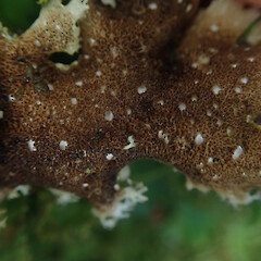 Corticolous in silver beech cloud forest, Waikaremoana Hawke’s Bay.<br>Photographer: Marley Ford, Date taken: 29/04/2022, Licence: <a target='_blank' href='https://creativecommons.org/licenses/by/4.0'>CC BY</a>. <a class='member-message' href='/nzpcn/why-join-nzpcn/' target='_blank'>Members can view a larger version of this image.</a>