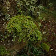 Corticolous in silver beech cloud forest, Waikaremoana Hawke’s Bay.<br>Photographer: Marley Ford, Date taken: 29/04/2022, Licence: <a target='_blank' href='https://creativecommons.org/licenses/by/4.0'>CC BY</a>. <a class='member-message' href='/nzpcn/why-join-nzpcn/' target='_blank'>Members can view a larger version of this image.</a>
