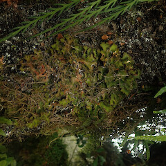 Corticolous in silver beech cloud forest, Waikaremoana Hawke’s Bay.<br>Photographer: Marley Ford, Date taken: 29/04/2022, Licence: <a target='_blank' href='https://creativecommons.org/licenses/by/4.0'>CC BY</a>. <a class='member-message' href='/nzpcn/why-join-nzpcn/' target='_blank'>Members can view a larger version of this image.</a>