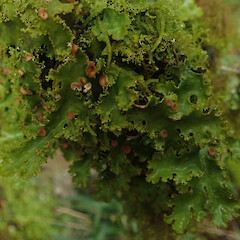 Pseudocyphellaria fimbriata