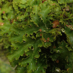 Corticolous in silver beech cloud forest, Waikaremoana Hawke’s Bay.<br>Photographer: Marley Ford, Date taken: 29/04/2022, Licence: <a target='_blank' href='https://creativecommons.org/licenses/by/4.0'>CC BY</a>. <a class='member-message' href='/nzpcn/why-join-nzpcn/' target='_blank'>Members can view a larger version of this image.</a>