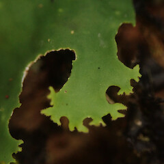 Corticolous in silver beech cloud forest, Waikaremoana Hawke’s Bay.<br>Photographer: Marley Ford, Date taken: 28/04/2022, Licence: <a target='_blank' href='https://creativecommons.org/licenses/by/4.0'>CC BY</a>. <a class='member-message' href='/nzpcn/why-join-nzpcn/' target='_blank'>Members can view a larger version of this image.</a>