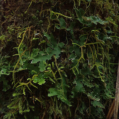 Corticolous in silver beech cloud forest, Waikaremoana Hawke’s Bay.<br>Photographer: Marley Ford, Date taken: 28/04/2022, Licence: <a target='_blank' href='https://creativecommons.org/licenses/by/4.0'>CC BY</a>. <a class='member-message' href='/nzpcn/why-join-nzpcn/' target='_blank'>Members can view a larger version of this image.</a>
