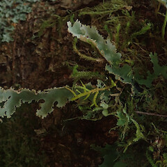 Corticolous in silver beech cloud forest, Waikaremoana Hawke’s Bay.<br>Photographer: Marley Ford, Date taken: 28/04/2022, Licence: <a target='_blank' href='https://creativecommons.org/licenses/by/4.0'>CC BY</a>. <a class='member-message' href='/nzpcn/why-join-nzpcn/' target='_blank'>Members can view a larger version of this image.</a>