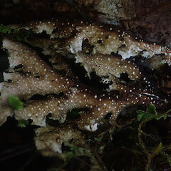 Corticolous in silver beech cloud forest, Waikaremoana Hawke’s Bay.<br>Photographer: Marley Ford, Date taken: 28/04/2022, Licence: <a target='_blank' href='https://creativecommons.org/licenses/by/4.0'>CC BY</a>. <a class='member-message' href='/nzpcn/why-join-nzpcn/' target='_blank'>Members can view a larger version of this image.</a>