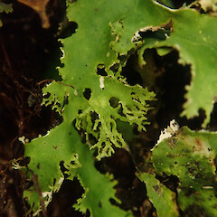 Corticolous in silver beech cloud forest, Waikaremoana Hawke’s Bay.<br>Photographer: Marley Ford, Date taken: 28/04/2022, Licence: <a target='_blank' href='https://creativecommons.org/licenses/by/4.0'>CC BY</a>. <a class='member-message' href='/nzpcn/why-join-nzpcn/' target='_blank'>Members can view a larger version of this image.</a>