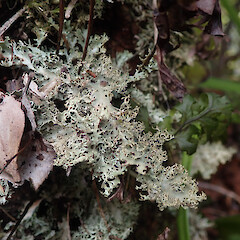 Corticolous on montane ridge forest, Coromandel.<br>Photographer: Marley Ford, Licence: <a target='_blank' href='https://creativecommons.org/licenses/by/4.0'>CC BY</a>. <a class='member-message' href='/nzpcn/why-join-nzpcn/' target='_blank'>Members can view a larger version of this image.</a>