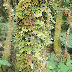 Corticolous in cloud forest, Pureora.<br>Photographer: Marley Ford, Licence: <a target='_blank' href='https://creativecommons.org/licenses/by/4.0'>CC BY</a>. <a class='member-message' href='/nzpcn/why-join-nzpcn/' target='_blank'>Members can view a larger version of this image.</a>