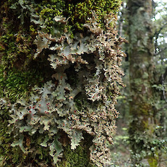 Corticolous in beech forest, Mount Owen Tasman.<br>Photographer: Marley Ford, Licence: <a target='_blank' href='https://creativecommons.org/licenses/by/4.0'>CC BY</a>. <a class='member-message' href='/nzpcn/why-join-nzpcn/' target='_blank'>Members can view a larger version of this image.</a>
