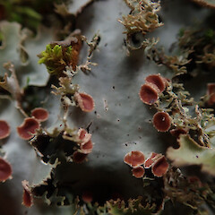Apothecia, Mount Owen Tasman.<br>Photographer: Marley Ford, Licence: <a target='_blank' href='https://creativecommons.org/licenses/by/4.0'>CC BY</a>. <a class='member-message' href='/nzpcn/why-join-nzpcn/' target='_blank'>Members can view a larger version of this image.</a>