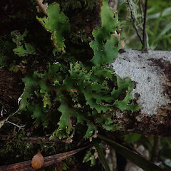 Corticolous in riparian beech forest Waikaremoana Hawke’s Bay.<br>Photographer: Marley Ford, Date taken: 28/04/2022, Licence: <a target='_blank' href='https://creativecommons.org/licenses/by/4.0'>CC BY</a>. <a class='member-message' href='/nzpcn/why-join-nzpcn/' target='_blank'>Members can view a larger version of this image.</a>