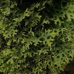 Pseudocyphellaria faveolata