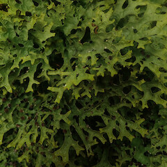 Corticolous in montane cloud forest, Waikaremoana Hawke’s Bay.<br>Photographer: Marley Ford, Date taken: 29/04/2022, Licence: <a target='_blank' href='https://creativecommons.org/licenses/by/4.0'>CC BY</a>. <a class='member-message' href='/nzpcn/why-join-nzpcn/' target='_blank'>Members can view a larger version of this image.</a>