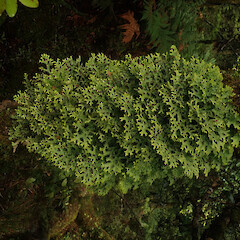 Corticolous in montane cloud forest, Waikaremoana Hawke’s Bay.<br>Photographer: Marley Ford, Date taken: 29/04/2022, Licence: <a target='_blank' href='https://creativecommons.org/licenses/by/4.0'>CC BY</a>. <a class='member-message' href='/nzpcn/why-join-nzpcn/' target='_blank'>Members can view a larger version of this image.</a>