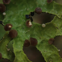 Corticolous in montane cloud forest, Waikaremoana Hawke’s Bay.<br>Photographer: Marley Ford, Date taken: 29/04/2022, Licence: <a target='_blank' href='https://creativecommons.org/licenses/by/4.0'>CC BY</a>. <a class='member-message' href='/nzpcn/why-join-nzpcn/' target='_blank'>Members can view a larger version of this image.</a>