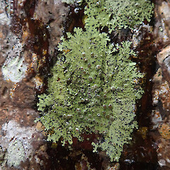 Hyperphyscia adglutinata