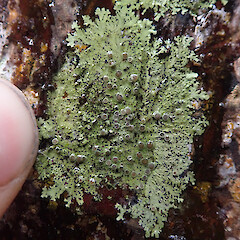 Corticolous on nikau trunk, Maunganui Bluff Far North.<br>Photographer: Marley Ford, Date taken: 29/09/2020, Licence: <a target='_blank' href='https://creativecommons.org/licenses/by/4.0'>CC BY</a>. <a class='member-message' href='/nzpcn/why-join-nzpcn/' target='_blank'>Members can view a larger version of this image.</a>