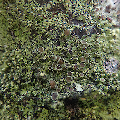 Lush coastal form corticolous on nikau, Wenderholm Auckland.<br>Photographer: Marley Ford, Date taken: 09/02/2022, Licence: <a target='_blank' href='https://creativecommons.org/licenses/by/4.0'>CC BY</a>. <a class='member-message' href='/nzpcn/why-join-nzpcn/' target='_blank'>Members can view a larger version of this image.</a>