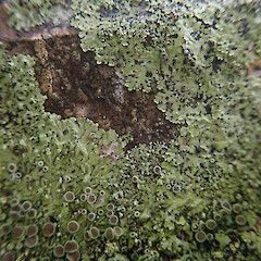Lush coastal form corticolous on nikau, Wenderholm Auckland.<br>Photographer: Marley Ford, Date taken: 09/02/2022, Licence: <a target='_blank' href='https://creativecommons.org/licenses/by/4.0'>CC BY</a>. <a class='member-message' href='/nzpcn/why-join-nzpcn/' target='_blank'>Members can view a larger version of this image.</a>