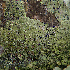 Lush coastal form corticolous on nikau, Wenderholm Auckland.<br>Photographer: Marley Ford, Date taken: 09/02/2022, Licence: <a target='_blank' href='https://creativecommons.org/licenses/by/4.0'>CC BY</a>. <a class='member-message' href='/nzpcn/why-join-nzpcn/' target='_blank'>Members can view a larger version of this image.</a>