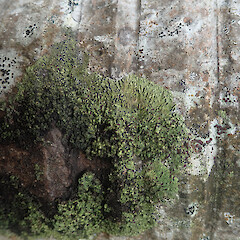 Lush coastal form corticolous on nikau, Wenderholm Auckland.<br>Photographer: Marley Ford, Date taken: 09/02/2022, Licence: <a target='_blank' href='https://creativecommons.org/licenses/by/4.0'>CC BY</a>. <a class='member-message' href='/nzpcn/why-join-nzpcn/' target='_blank'>Members can view a larger version of this image.</a>