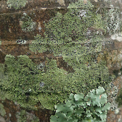 Lush coastal form corticolous on nikau, Wenderholm Auckland.<br>Photographer: Marley Ford, Date taken: 09/02/2022, Licence: <a target='_blank' href='https://creativecommons.org/licenses/by/4.0'>CC BY</a>. <a class='member-message' href='/nzpcn/why-join-nzpcn/' target='_blank'>Members can view a larger version of this image.</a>