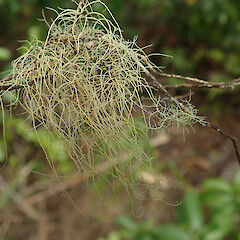 Windfall, Huia Auckland.<br>Photographer: Marley Ford, Date taken: 31/07/2020, Licence: <a target='_blank' href='https://creativecommons.org/licenses/by/4.0'>CC BY</a>. <a class='member-message' href='/nzpcn/why-join-nzpcn/' target='_blank'>Members can view a larger version of this image.</a>