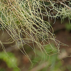 Windfall, Huia Auckland.<br>Photographer: Marley Ford, Date taken: 31/07/2020, Licence: <a target='_blank' href='https://creativecommons.org/licenses/by/4.0'>CC BY</a>. <a class='member-message' href='/nzpcn/why-join-nzpcn/' target='_blank'>Members can view a larger version of this image.</a>