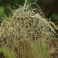 Windfall, Huia Auckland.<br>Photographer: Marley Ford, Date taken: 31/07/2020, Licence: <a target='_blank' href='https://creativecommons.org/licenses/by/4.0'>CC BY</a>. <a class='member-message' href='/nzpcn/why-join-nzpcn/' target='_blank'>Members can view a larger version of this image.</a>