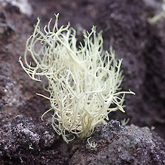Locally common saxicolous lichen on rock pinnacles, Whangarei Heads.<br>Photographer: Marley Ford, Date taken: 04/11/2020, Licence: <a target='_blank' href='https://creativecommons.org/licenses/by/4.0'>CC BY</a>. <a class='member-message' href='/nzpcn/why-join-nzpcn/' target='_blank'>Members can view a larger version of this image.</a>