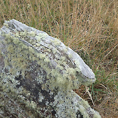 Growing on dead log, Bank’s Peninsula Canterbury.<br>Photographer: Marley Ford, Date taken: 20/02/2020, Licence: <a target='_blank' href='https://creativecommons.org/licenses/by/4.0'>CC BY</a>. <a class='member-message' href='/nzpcn/why-join-nzpcn/' target='_blank'>Members can view a larger version of this image.</a>