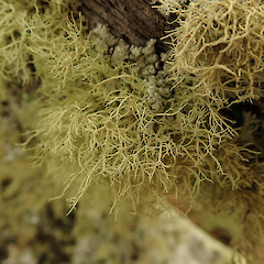 Growing on dead log, Bank’s Peninsula Canterbury.<br>Photographer: Marley Ford, Date taken: 20/02/2020, Licence: <a target='_blank' href='https://creativecommons.org/licenses/by/4.0'>CC BY</a>. <a class='member-message' href='/nzpcn/why-join-nzpcn/' target='_blank'>Members can view a larger version of this image.</a>