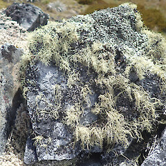 Local on exposed rock of alpine, Mount Owen Nelson.<br>Photographer: Marley Ford, Date taken: 03/01/2021, Licence: <a target='_blank' href='https://creativecommons.org/licenses/by/4.0'>CC BY</a>. <a class='member-message' href='/nzpcn/why-join-nzpcn/' target='_blank'>Members can view a larger version of this image.</a>