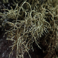On exposed rock of alpine, Mount Owen Nelson.<br>Photographer: Marley Ford, Date taken: 03/01/2021, Licence: <a target='_blank' href='https://creativecommons.org/licenses/by/4.0'>CC BY</a>. <a class='member-message' href='/nzpcn/why-join-nzpcn/' target='_blank'>Members can view a larger version of this image.</a>