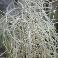 Corticolous on frost flat, Otorohanga Waikato.<br>Photographer: Marley Ford, Date taken: 06/01/2022, Licence: <a target='_blank' href='https://creativecommons.org/licenses/by/4.0'>CC BY</a>. <a class='member-message' href='/nzpcn/why-join-nzpcn/' target='_blank'>Members can view a larger version of this image.</a>