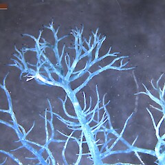 Tapered and forked apical branches with black tips (stained).<br>Photographer: Jennifer bannister, Licence: All rights reserved. <a class='member-message' href='/nzpcn/why-join-nzpcn/' target='_blank'>Members can view a larger version of this image.</a>