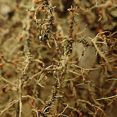On Usnea rubicunda, Hokianga Far North.<br>Photographer: Marley Ford, Licence: <a target='_blank' href='https://creativecommons.org/licenses/by/4.0'>CC BY</a>. <a class='member-message' href='/nzpcn/why-join-nzpcn/' target='_blank'>Members can view a larger version of this image.</a>