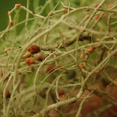 On Usnea rubicunda, Waitomo Waikato.<br>Photographer: Marley Ford, Licence: <a target='_blank' href='https://creativecommons.org/licenses/by/4.0'>CC BY</a>. <a class='member-message' href='/nzpcn/why-join-nzpcn/' target='_blank'>Members can view a larger version of this image.</a>