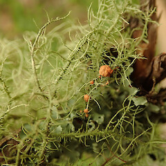 Biatoropsis usnearum