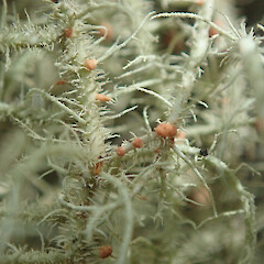 Parasitizing Usnea rubicunda growing on nikau (Rhopalostylis sapida), North Shore Auckland.<br>Photographer: Marley Ford, Licence: <a target='_blank' href='https://creativecommons.org/licenses/by/4.0'>CC BY</a>. <a class='member-message' href='/nzpcn/why-join-nzpcn/' target='_blank'>Members can view a larger version of this image.</a>