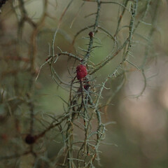 On Usnea rubicunda growing, North Shore Auckland.<br>Photographer: Marley Ford, Licence: <a target='_blank' href='https://creativecommons.org/licenses/by/4.0'>CC BY</a>. <a class='member-message' href='/nzpcn/why-join-nzpcn/' target='_blank'>Members can view a larger version of this image.</a>