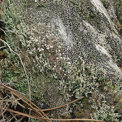 Local on pine tree stumps, Cox’s Bay, Auckland.<br>Photographer: Marley Ford, Licence: <a target='_blank' href='https://creativecommons.org/licenses/by/4.0'>CC BY</a>. <a class='member-message' href='/nzpcn/why-join-nzpcn/' target='_blank'>Members can view a larger version of this image.</a>