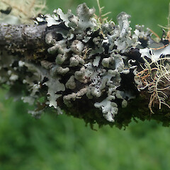 Corticolous on dead Pinus radiata, Hunua Auckland.<br>Photographer: Marley Ford, Licence: <a target='_blank' href='https://creativecommons.org/licenses/by/4.0'>CC BY</a>. <a class='member-message' href='/nzpcn/why-join-nzpcn/' target='_blank'>Members can view a larger version of this image.</a>