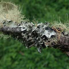 Corticolous on dead Pinus radiata, Hunua Auckland.<br>Photographer: Marley Ford, Licence: <a target='_blank' href='https://creativecommons.org/licenses/by/4.0'>CC BY</a>. <a class='member-message' href='/nzpcn/why-join-nzpcn/' target='_blank'>Members can view a larger version of this image.</a>