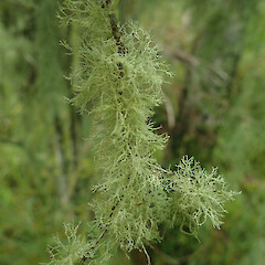 Locally abundant corticolous in kahikatea forest remanent, Kaitaia Far North.<br>Photographer: Marley Ford, Licence: <a target='_blank' href='https://creativecommons.org/licenses/by/4.0'>CC BY</a>. <a class='member-message' href='/nzpcn/why-join-nzpcn/' target='_blank'>Members can view a larger version of this image.</a>
